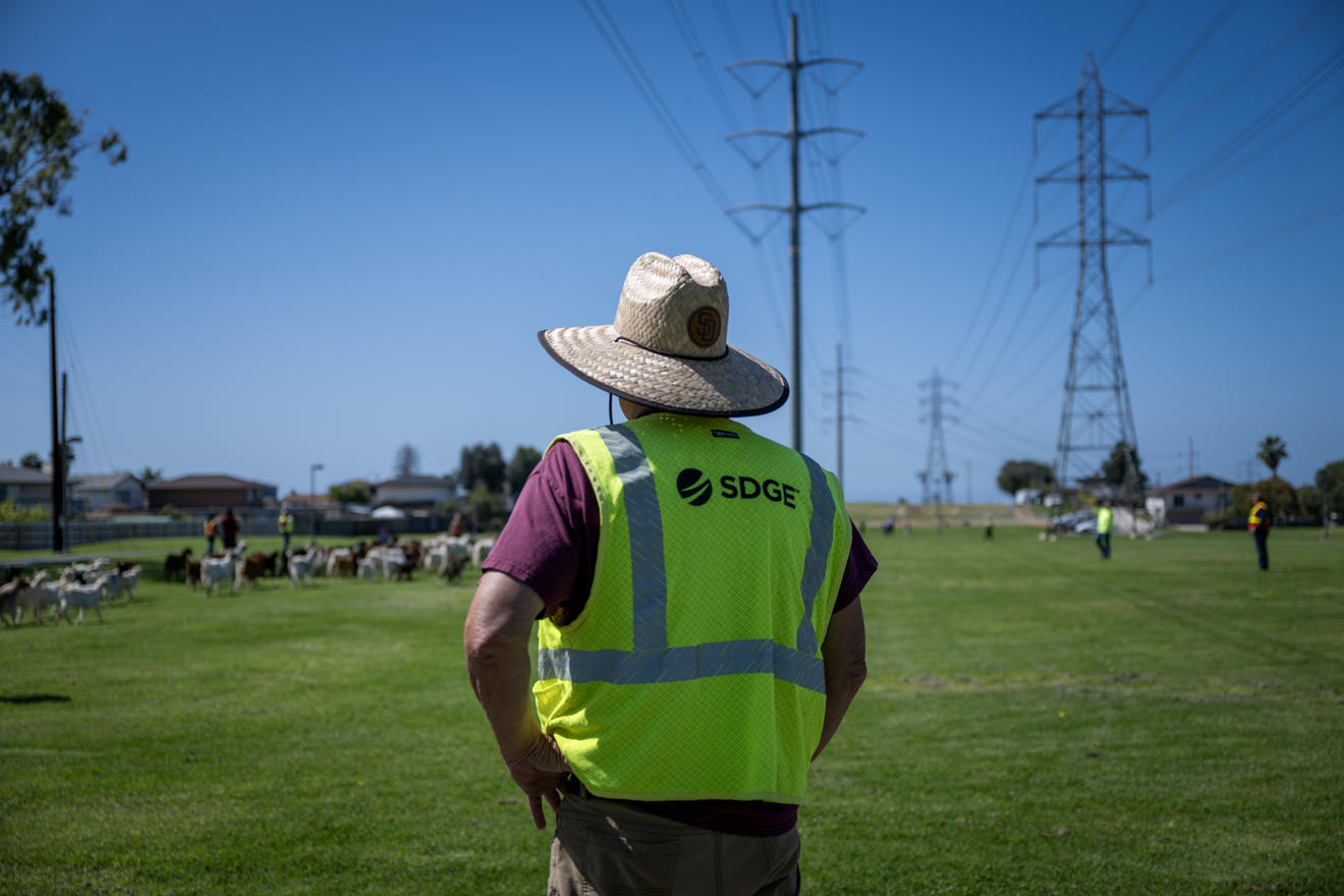 Goat grazing event in Chula Vista