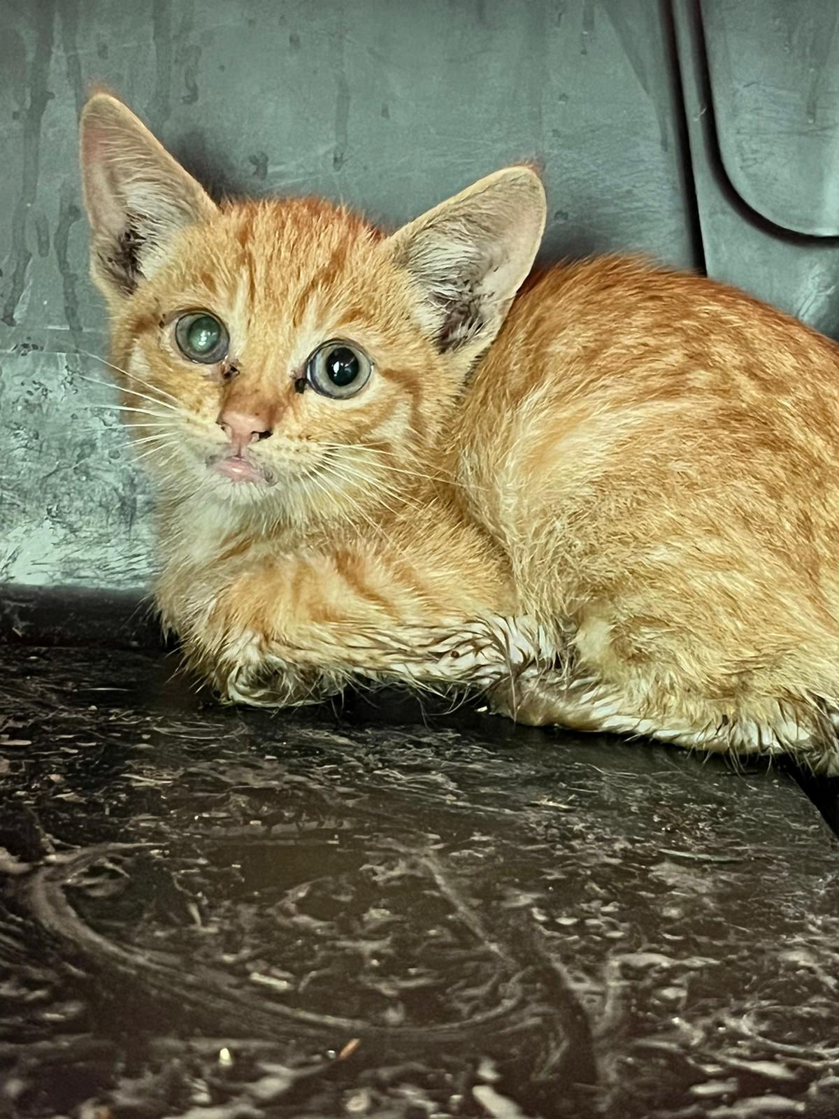 Troubleshooter Raleigh Nauta Teams Up with CAL FIRE to Rescue Trapped Kitten  #1