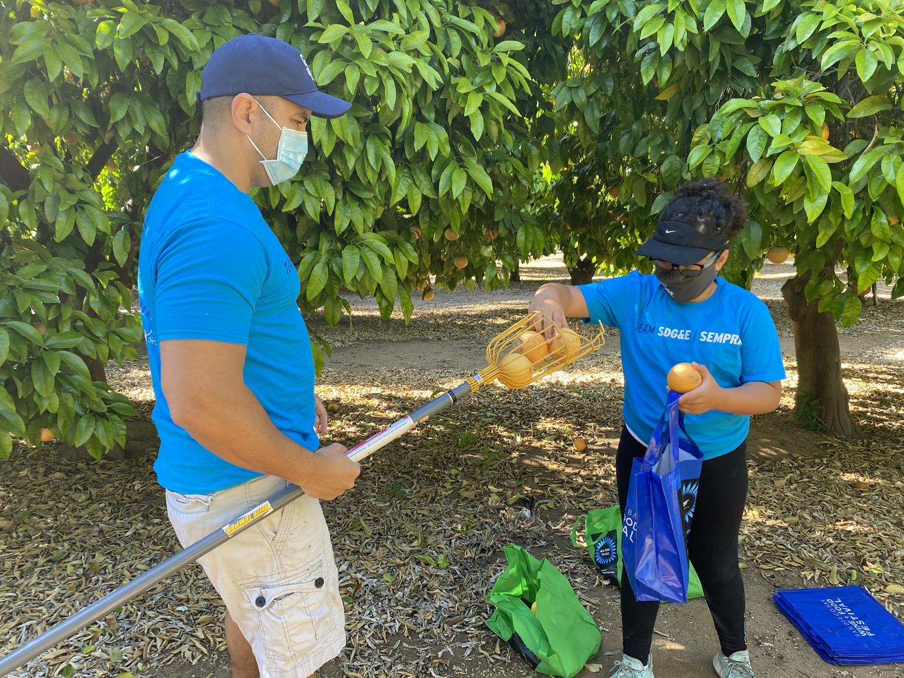 Volunteers gleaning oranges. 