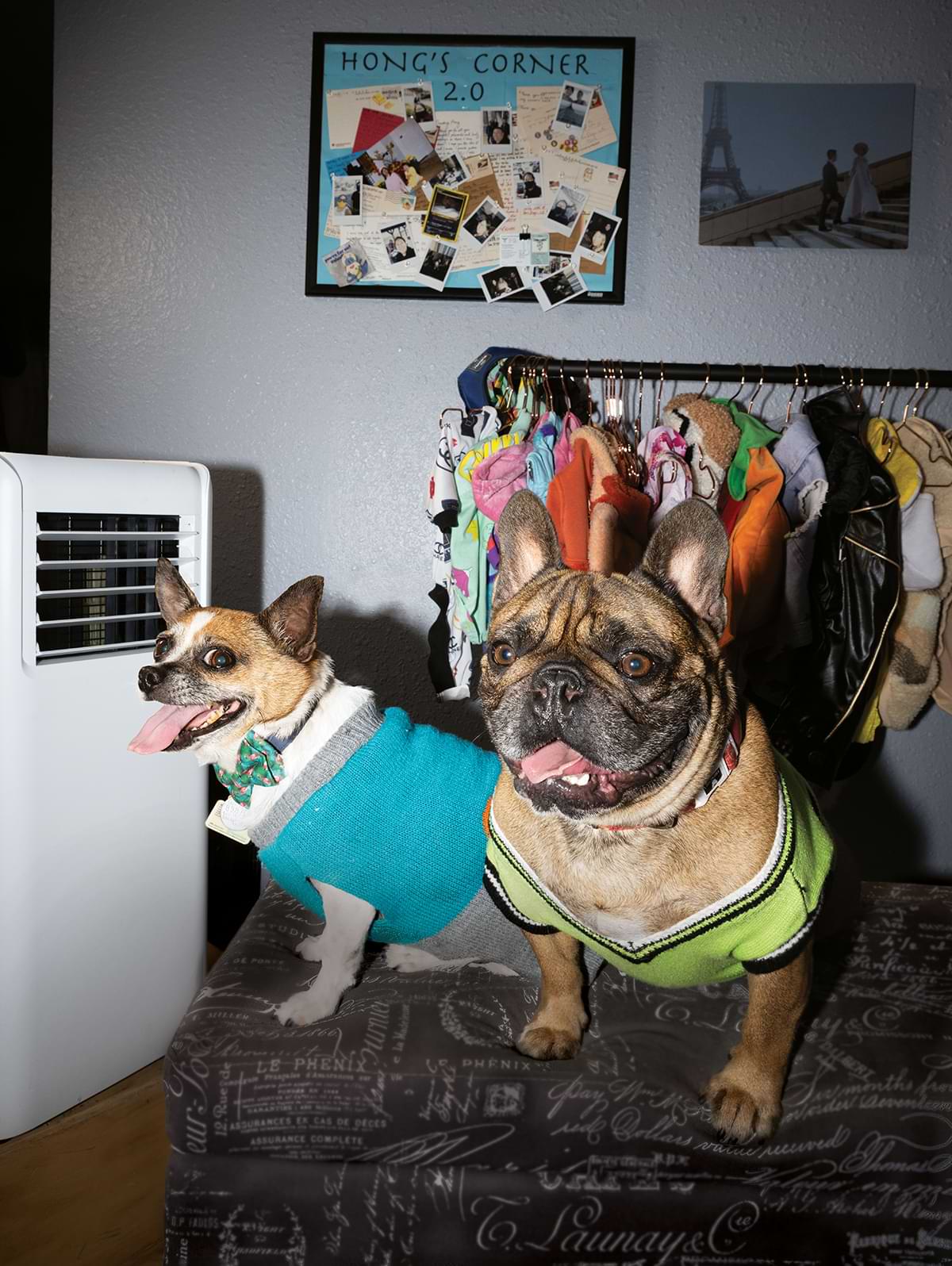 Mochi & Lumi , two dogs, standing on a bed