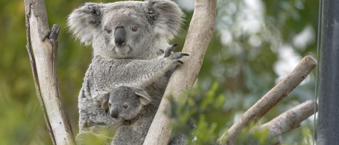 koala bear in a tree with a baby koala in her pouch