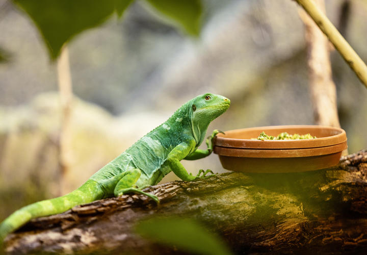 Green chameleon sitting on a log and eating food out of a bowl 