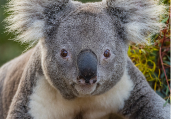 Close up of koala bear staring into camera