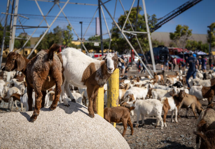 goats on top of bolder with electric infrastructure in the background