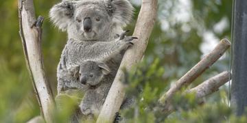 koala bear in a tree with a baby koala in her pouch