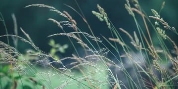 How the Greenness of Grasses Captured by Satellites Help with Forecasting Wildfire Risk 