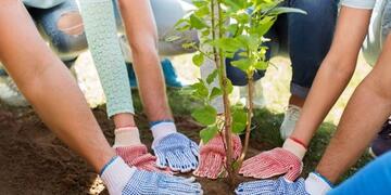 A group of gloved hands, helping to plant a baby tree.